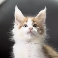 misa (@mis_331a) 's Twitter Profile
