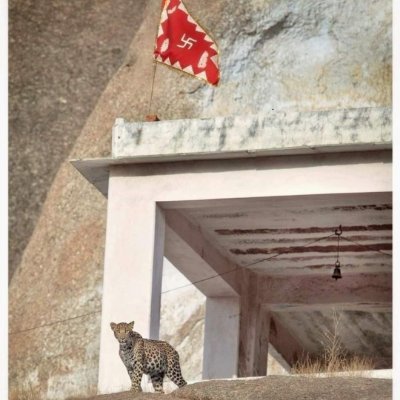 piy5ush's profile picture. Perpetual Learner