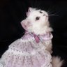 happyg_whitecat's profile picture. I love art💖🍒🎀Welcome into my coffret🎁✨My post is just a fairy tale🪄✨📖And, Just a cat talking in its sleep🌙💤🐈 I am your illusion🌌🫧