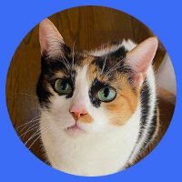 あの原山の保護にゃん⨉4🐾 (@ano_neko_4) 's Twitter Profile Photo あの原山の保護にゃん⨉4🐾 (@ano_neko_4) 's Twitter Profile Photo