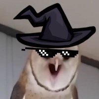 🟦🦋Sam.Kay🟦🦋(on Bluesky!) (@theautisticowl) 's Twitter Profile