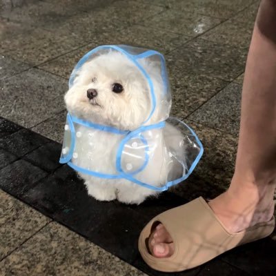 chima_rep's profile picture. 