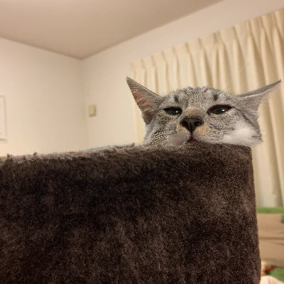 moontan_kawaii's profile picture. 