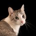 رفیق فابریک پیروز (@khrchndh) Twitter profile photo رفیق فابریک پیروز (@khrchndh) Twitter profile photo