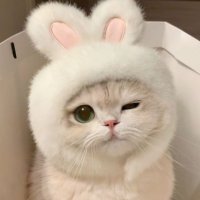 ♡︎ ̖́- (@n0e_chn) 's Twitter Profile