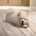 Chowie the Chow Chow (@chowiesol) Twitter profile photo Chowie the Chow Chow (@chowiesol) Twitter profile photo
