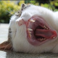 ペロ (@jdykyu) 's Twitter Profile