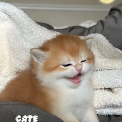一级市场金狗猎人,推特发布的信息都不是投资建议,sol全自动策略交易walibot: https://t.co/jOqtC1usP5