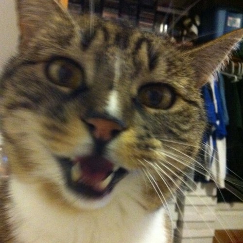 bulljh's profile picture. 