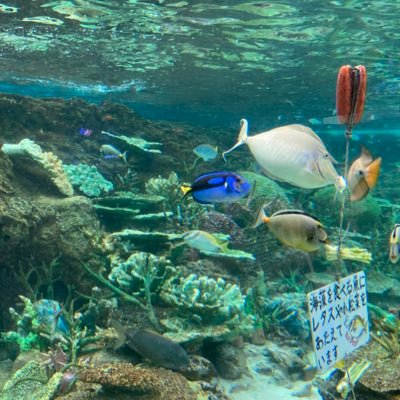 sxxnpxx1's profile picture. アダアフィと物販頑張るおじさん