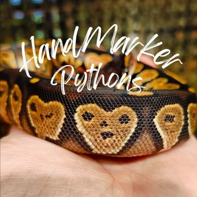 linyukang's profile picture. 培育球蟒的工作室

放著各種跟爬蟲與球蟒的日常

It's a Ball Python breeder studio.