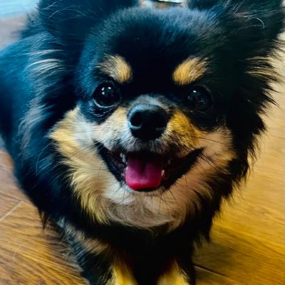 Ranbart_jp's profile picture. 飼い主さんが10年超AMZN株長期運用から益出ししてきたキャッシュを元手に、勇者犬:かぶチワワが、日本株・米国株に再投資して、レベルアップを目指す株RPGです。Lvは2024年1月からの累積確定損益（単位:十万、AMZN除く）に基づき変動します。