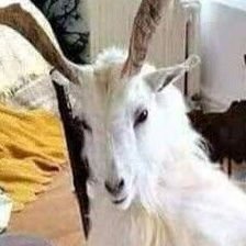 goatiy_cry's profile picture. 사담,소수계 겸 비계 
가끔씩 공계분들 모셔옵니다
매미