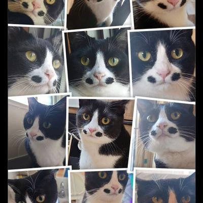 私の好き🤗を備忘録として。(猫、服、アクセサリー、化粧品、食べ物、風景、プリザーブドフラワーなど)
絆那(はんな)ちゃん(ハチワレ点々猫)、乙(おと)ちゃん(サビ猫長毛猫)のママです。初投稿11月12日
DM基本❌無言フォロー失礼します🙇♀️🙏画像無断使用禁止('ω'乂)