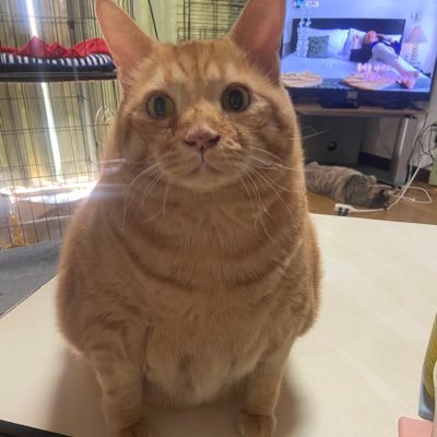 bczSojZGNw41588's profile picture. 