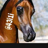 🇸🇦 HORSE 🇸🇦 (@43i1i) 's Twitter Profile