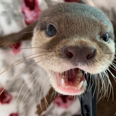 kdh62's profile picture. カワウソのアンと一緒に暮らしています。

I live with Annie the Otter.