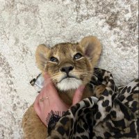 𝙶𝙷𝙰 (@w_oi2) Twitter profile photo