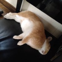 戸愚呂妹 (@con_usa0125) 's Twitter Profile Photo