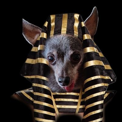 Juss a 6 lb chihuahua wiff no teef who wikes to keep da nayborhood safe frum 🧟♂️ #chihuahuasoftwitter #dogsoftwitter #chisquad #zshq