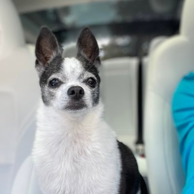 husband/father/Gfather. ❤️ things coastal | Tesla | M3P | FSD |chihuahua lover | IT/Agile