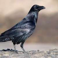 Corvid 19 (@xanthip28429540) 's Twitter Profile