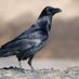 Corvid 19 (@xanthip28429540) Twitter profile photo Corvid 19 (@xanthip28429540) Twitter profile photo