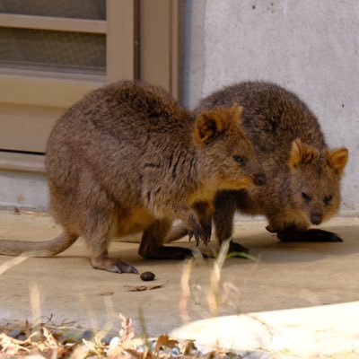 chanKbrothers's profile picture. 