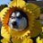 ppx_dr's profile image