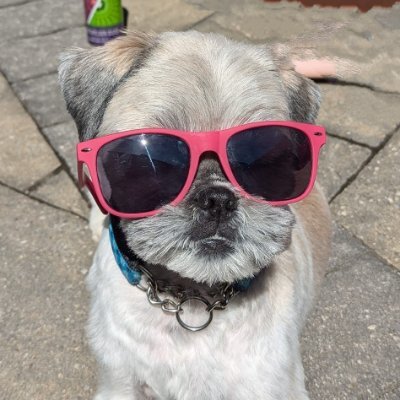 CaptNecessary's profile picture. I'm not cooler than you, but my dog is.

Major social media influencer.

Your religion sucks.

#GoPackGo
#LeafsForever