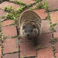 Theliahh (@theliahh) 's Twitter Profile