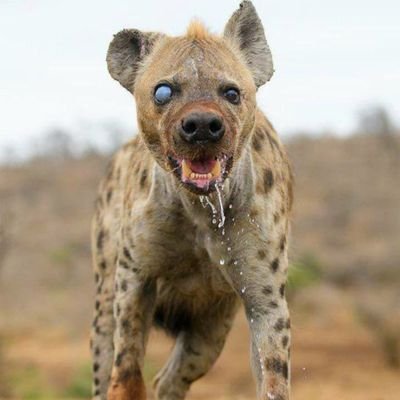 0xetherscan's profile picture. 