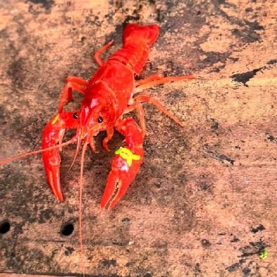 AmielToledo's profile picture. 4K6qgzvHrmdVxND1K4f9rUMmaz6uNw3D7txzVyarcn2t