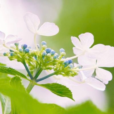 Miel13791's profile picture. ニーアR.A.ver122/FF7.9.10.16/聖剣LoM/strangeFake/Pokemon/グラブル/ほぼゲーム垢。