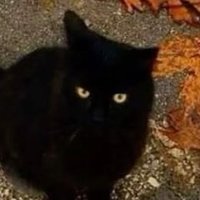 scrim π³οΈβπ (@scrimbledeggs) 's Twitter Profile