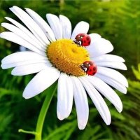 Eda Güven (@eda_guven78130) 's Twitter Profile