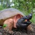 Turtle Survival Alliance INDIA (@tsaindiaprog) Twitter profile photo Turtle Survival Alliance INDIA (@tsaindiaprog) Twitter profile photo