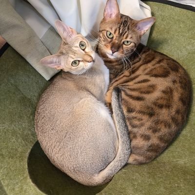ニカさんのプロフィール画像