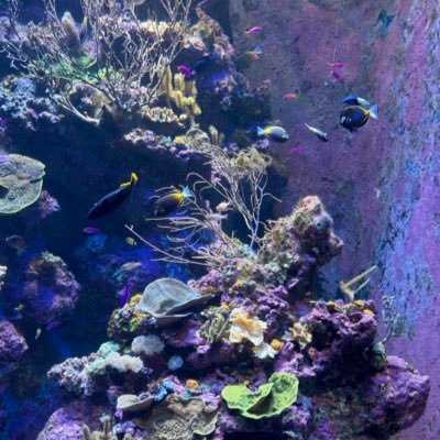 maachan_mochi's profile picture. 情報収集＆やりとり予約用🔰ほとんどツイートしません🥺セラピさん無言フォローいいね失礼します🎀*.