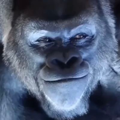 TheBiglyGorilla's profile picture. I LOVE BANANAZ!!!