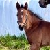Cría de Purasangres 🇪🇸🏇🏻 (@tertuliacuadra) Twitter profile photo Cría de Purasangres 🇪🇸🏇🏻 (@tertuliacuadra) Twitter profile photo