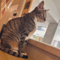 きくりん（ろぷとん）🎮🎯🀄️🔰 (@kikurin_neo) Twitter profile photo