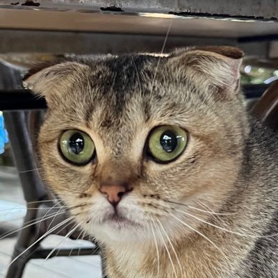 enestheofficial's profile picture. yapmamayı tercih ederim