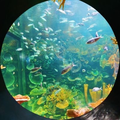 fi5h_bait's profile picture. 