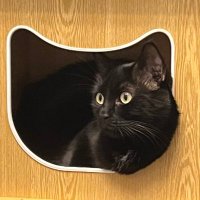 🧡 lechatdelamairie 🐾😎😘 / SONATE (@chatdelhdv) 's Twitter Profile