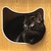 🧡 lechatdelamairie 🐾😎😘 / SONATE (@chatdelhdv) Twitter profile photo 🧡 lechatdelamairie 🐾😎😘 / SONATE (@chatdelhdv) Twitter profile photo