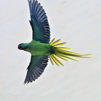 piyushgoel0's profile picture. desi guy living in US