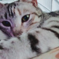 fenerlianestezi (@anestezic1) Twitter profile photo
