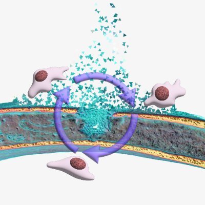 Skeletal Stem Cells & Bone Regeneration Research Lab @nyulangone @nyulangoneortho #Orthotwitter #Ortho #stemcells
Posts do not represent NYU Langone views
