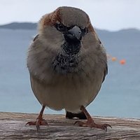 Sandy (@phoenix_sandy) 's Twitter Profile